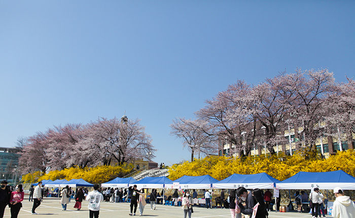 평택대학교, 벚꽃 테마로 동아리연합축제 열어